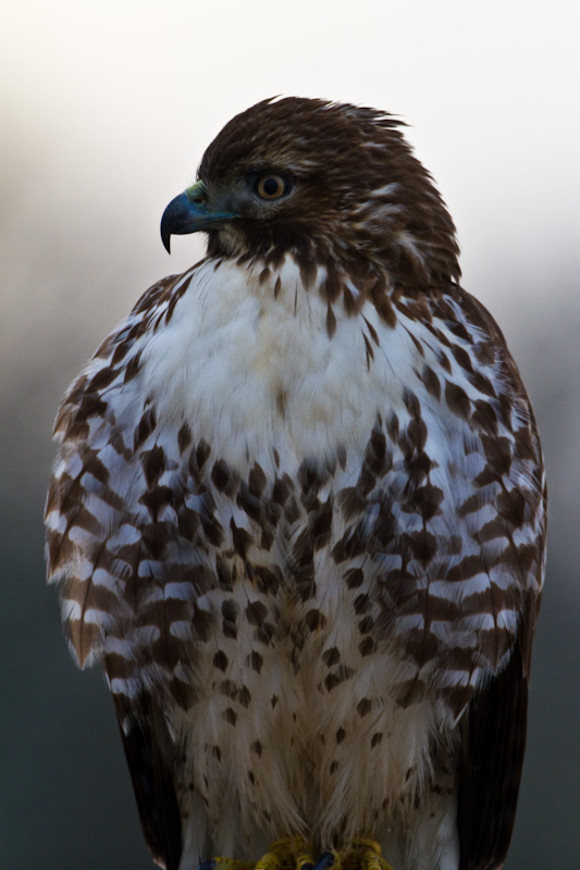 Red-Tailed Hawk